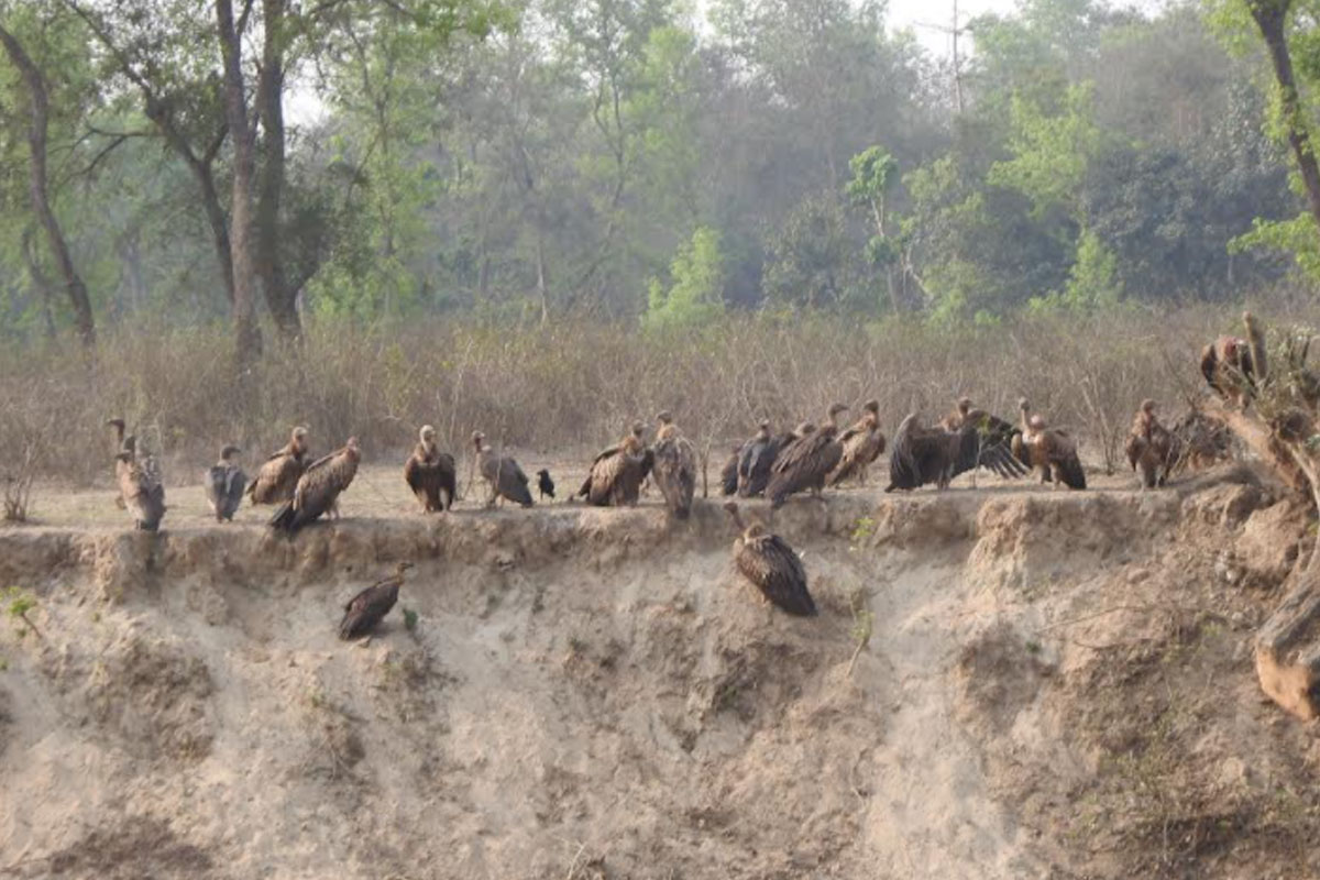 बन्द गरिँदै गिद्ध प्रजनन् केन्द्र