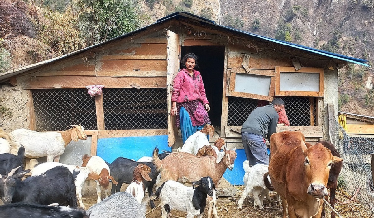 भारतबाट फर्किएर बाख्रा पालिरहेका दीपक कमाउँछन् वार्षिक ६ लाख