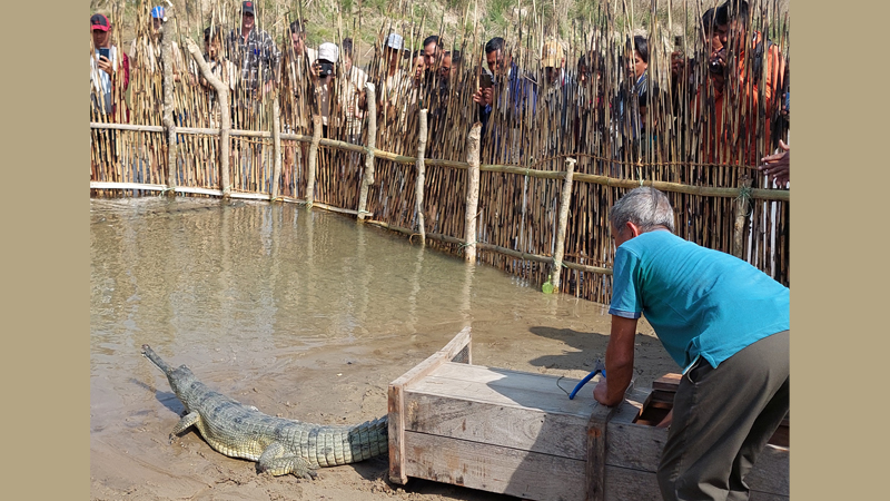 चार दशकपछि शुक्लाफाँटामा पुनर्स्थापित भए घडियाल