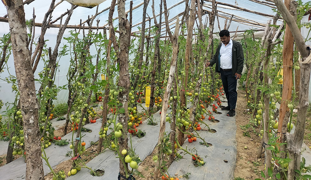 गोलभेंडाबाट मनग्य आम्दानी