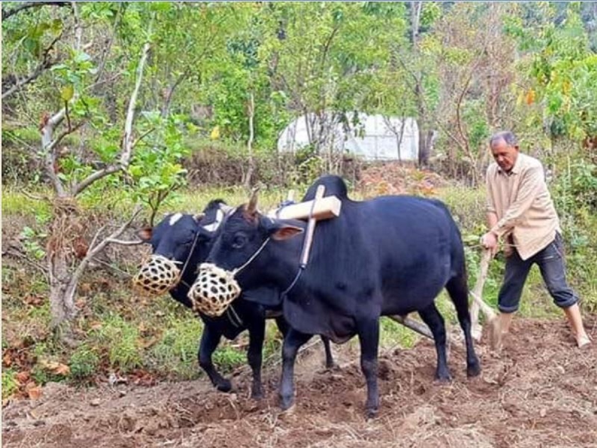 हलगोरु पाल्ने किसानलाई दश हजार रुपैयाँ अनुदान