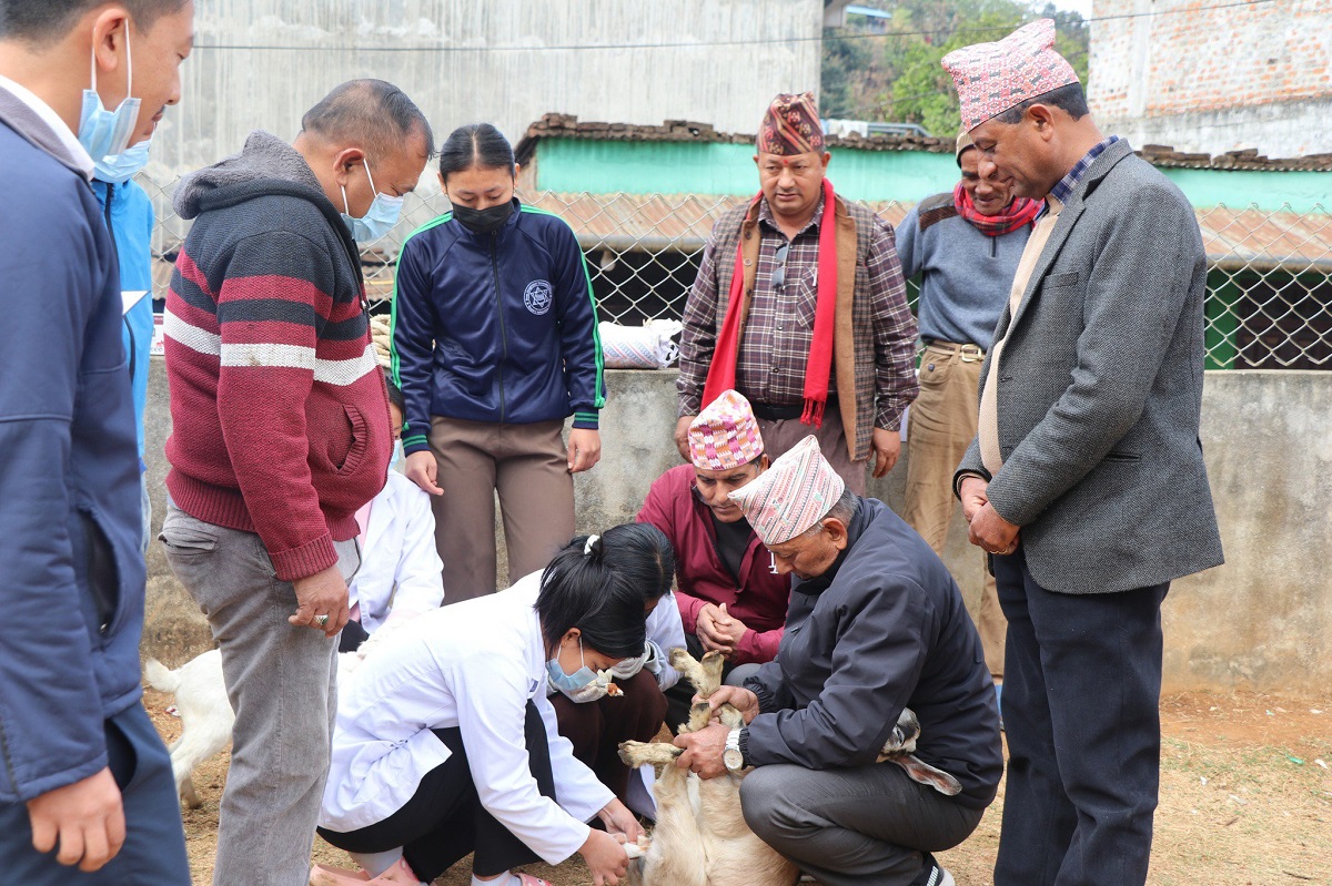 एकीकृत घुम्ती शिविरमा २३ हजार पशुको उपचार