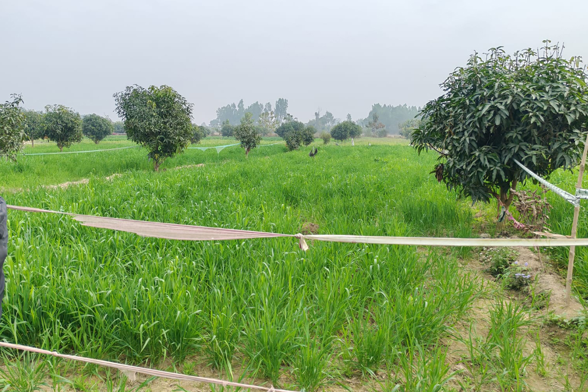 गेग्य्रान बगर 'सुन फल्ने जमिन' बनेपछि...