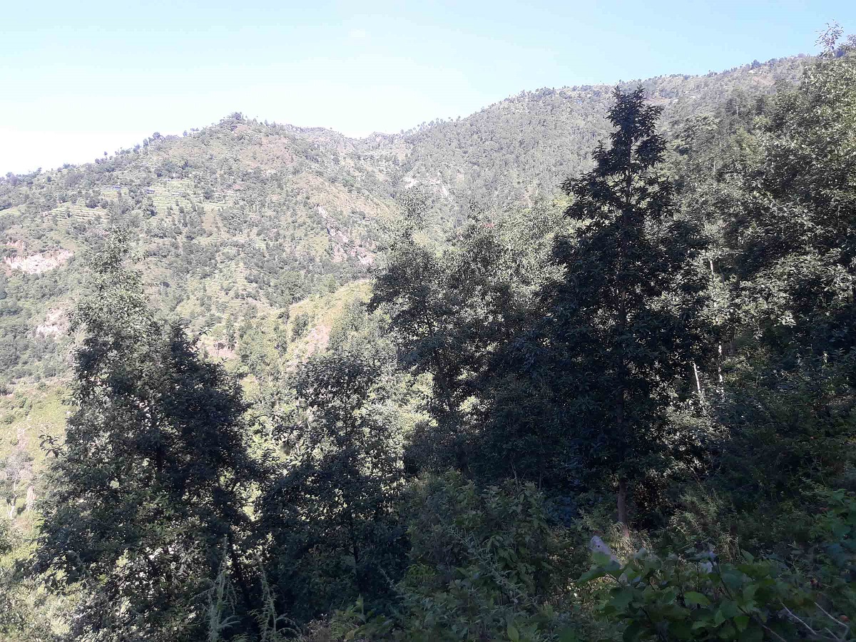 वृक्षारोपणले सुक्खा पहिरो हराभरा बन्दै