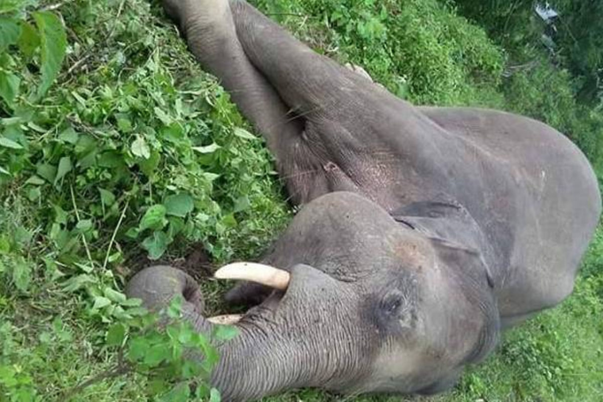 कोशी टप्पु आरक्ष क्षेत्रमा हात्ती मृत फेला