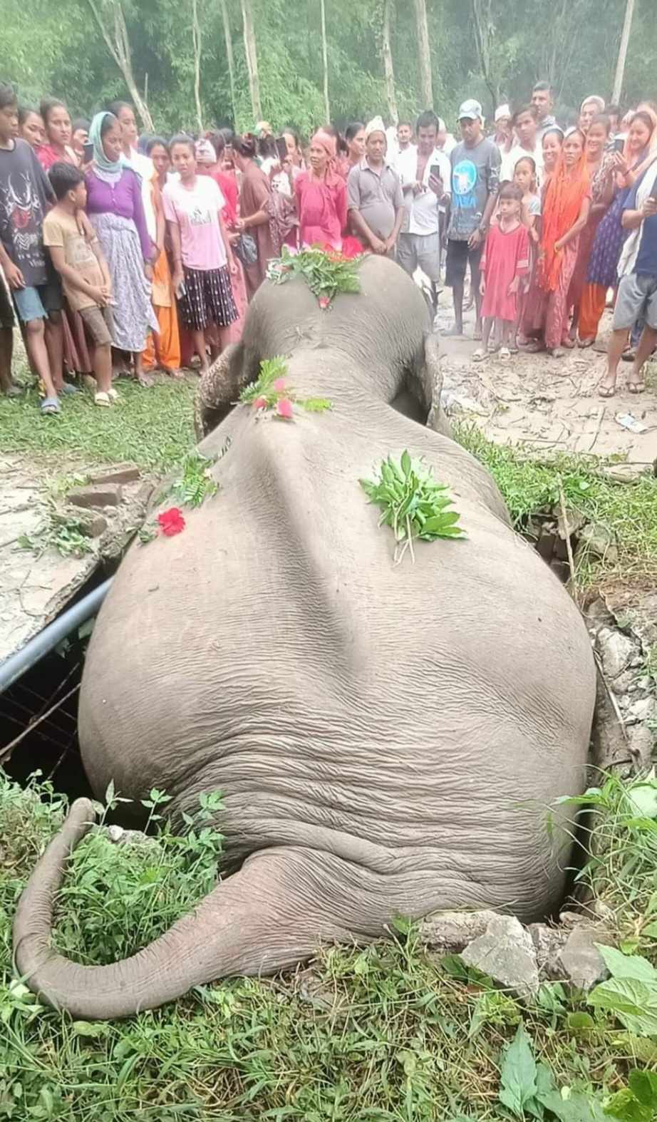 सेफ्टी ट्यांकीमा परेर जंगली हात्तीको मृत्यु
