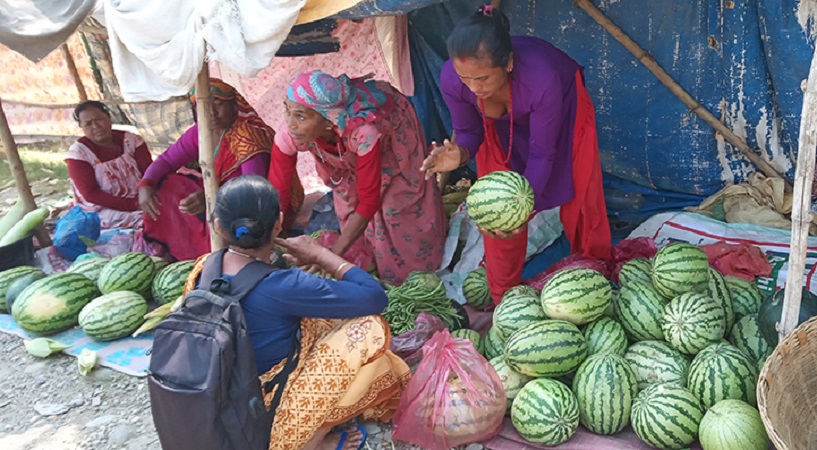 'हिनौना' को व्यापारबाट दैनिक ४ हजार कमाउँछन् लमहीका कृषक