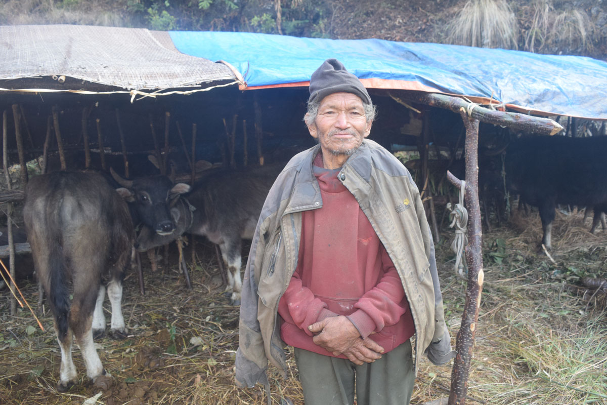 घुम्ती गोठ धानिरहेका ७१ वर्षे तुलाचन