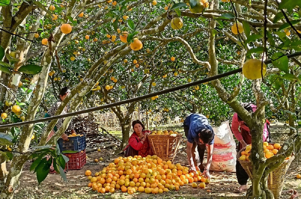 तीनकन्यामा लुकेको संघर्ष, सम्भावना र सफलता