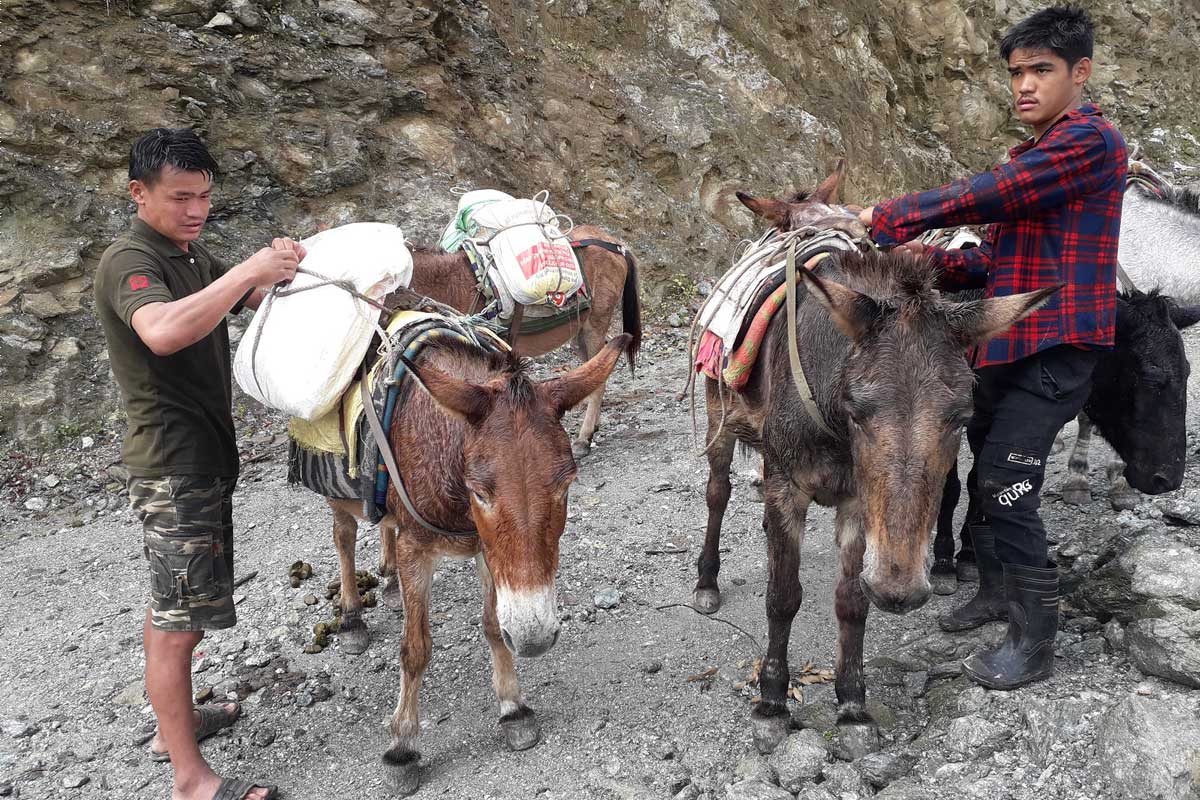 हिमाली क्षेत्रको भरपर्दो यातायात खच्चर र चौंरी