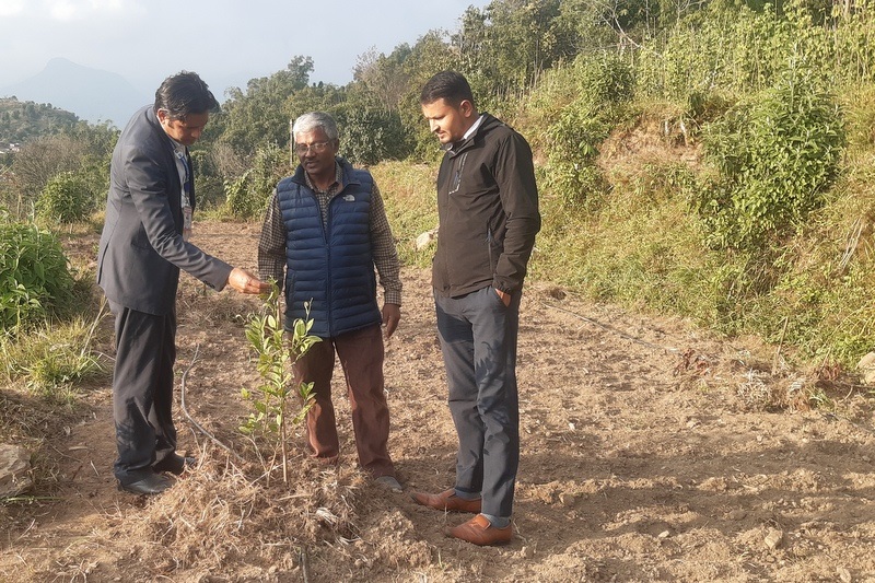 पोखराको बाँझो जग्गामा कागतीखेती