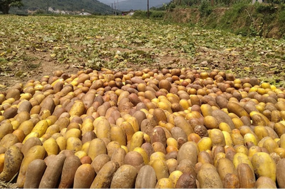 पर्वत फलेवासका कृषकको मेहनतः काँक्रोको बीउ बिक्री गरेर छ करोड रुपैयाँ आम्दानी