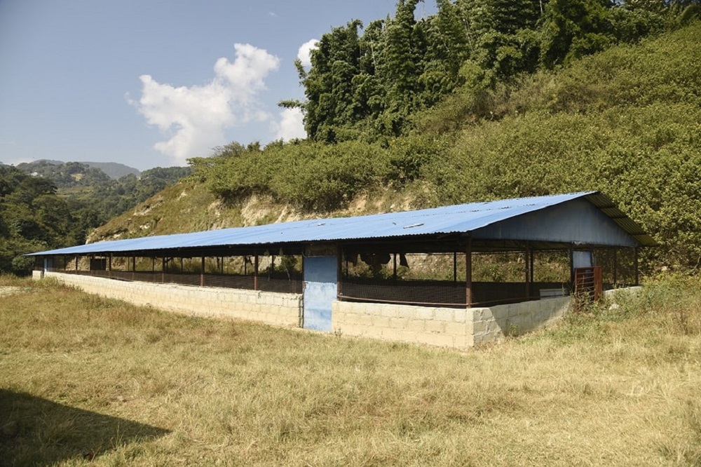 अब काठमाडौंको सडकका गाईबाच्छा काञ्जी हाउसमा