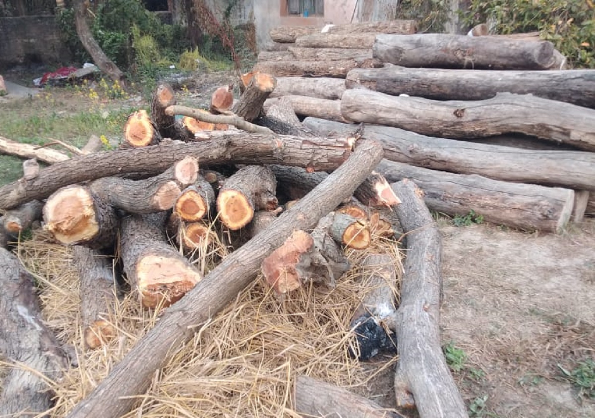 वन कर्मचारी नै काठ तस्कर [तस्बिरहरू]