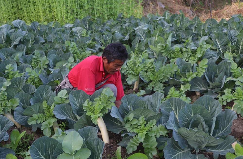 विदेशबाट फर्केर तरकारी खेती गर्दै मनिराज