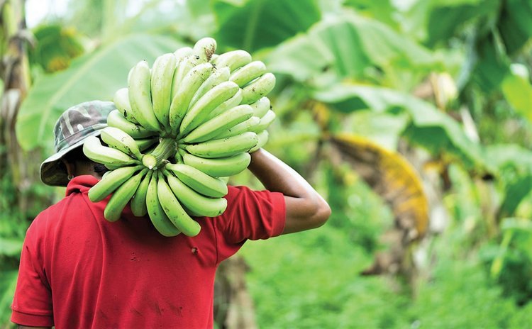 बजार पुर्‍याउन नपाउँदा बगानमै केरा नष्ट
