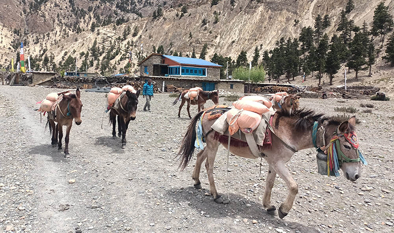 खाद्यान्न ढुवानीका लागि खच्चडको भर