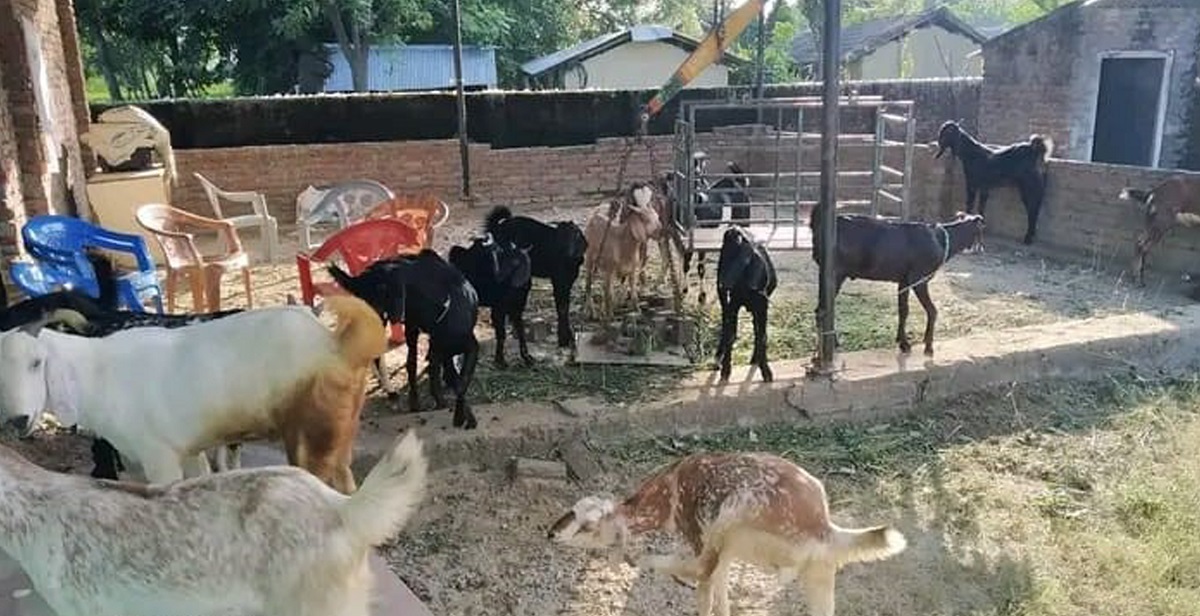 दसैँमा दुई सय ५० खसीबोका बिक्री गर्दै किसान महिला