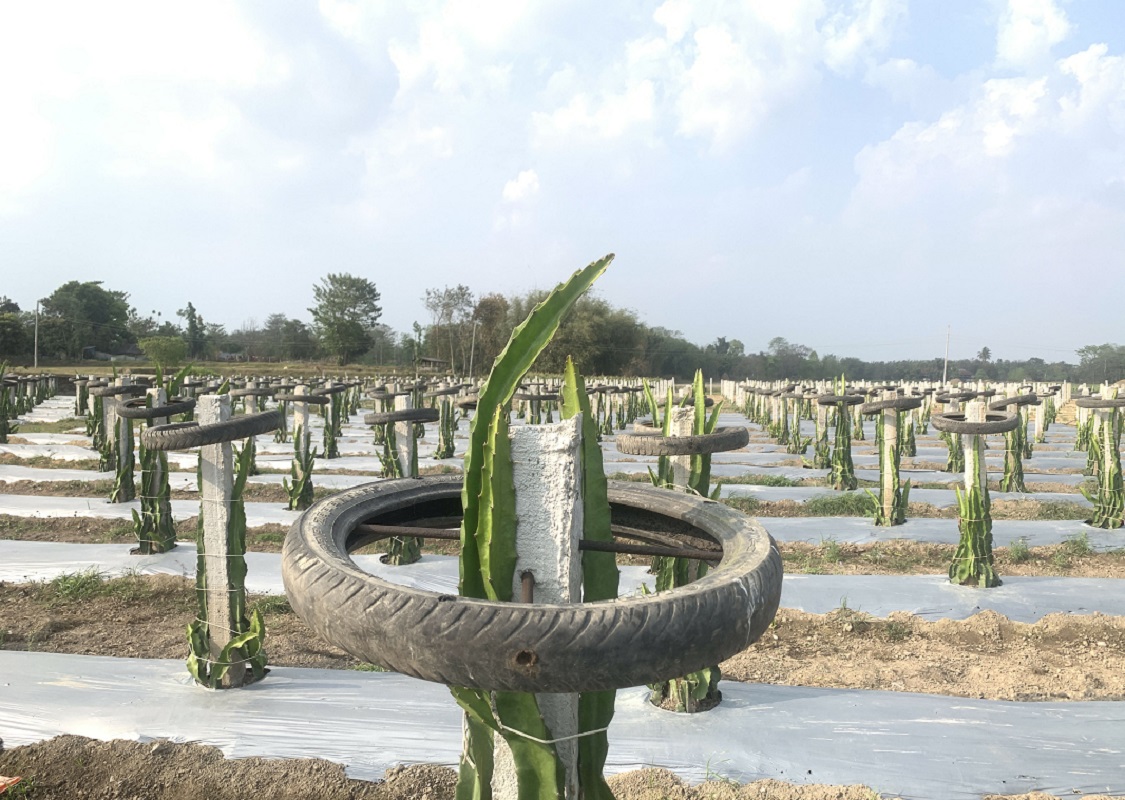 मोरङको पथरी शनिश्चरेमा लगायएकव 'ड्राईगन फ्रुट' खेती