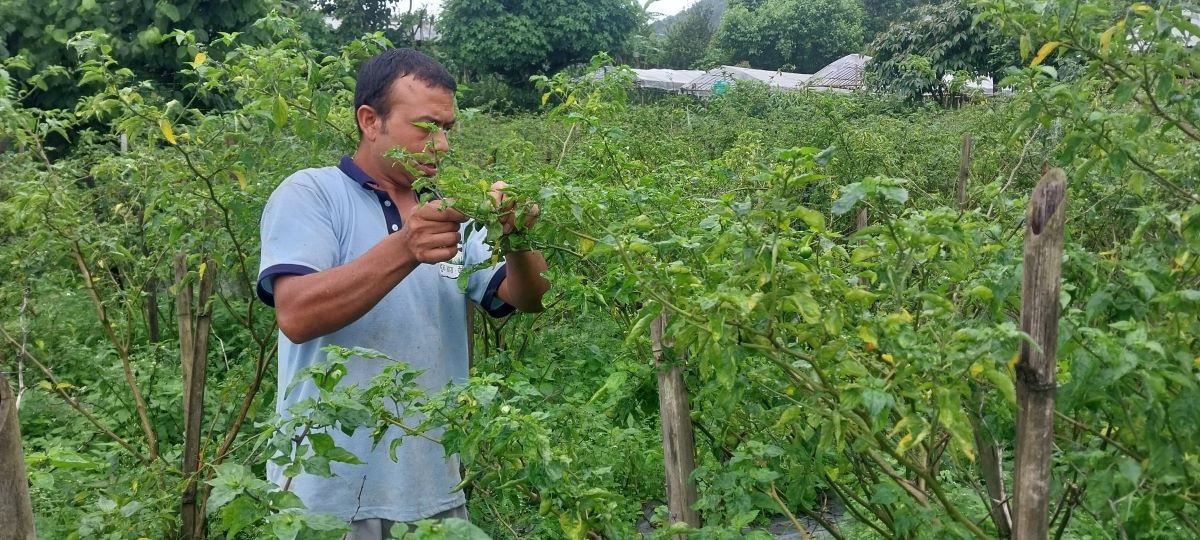 अकबरेबाट वार्षिक १५ लाख कमाउँदै इलामका खड्गबहादुर