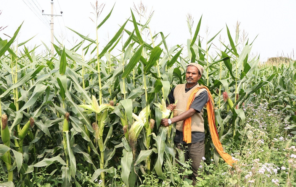 उन्नत जातको मकैमा दाना नलागेपछि किसान चिन्तित