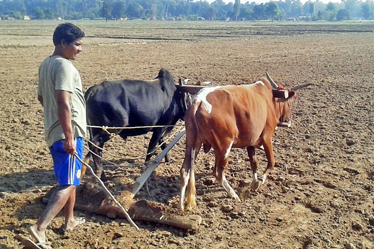 श्रमिक नपाएपछि महोत्तरीका किसान निराश