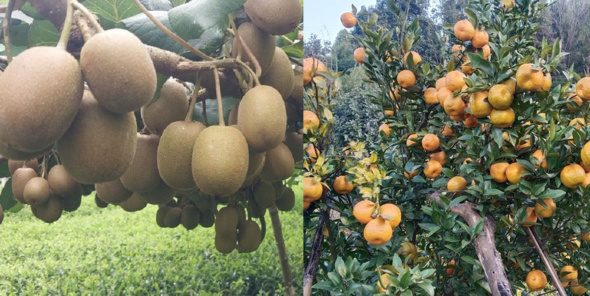 किबीले बजार पाएन, सुन्तला किन्न बोटमै व्यापारी