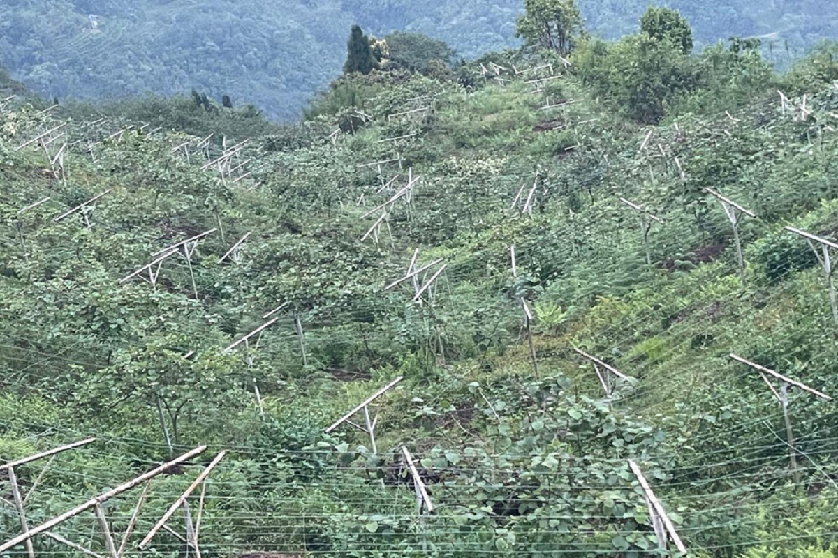 डोटीमा किबीखेती विस्तार गरिँदै