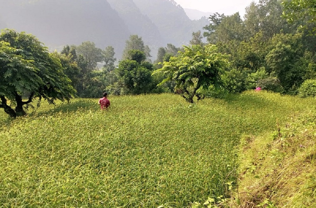 कोदो प्रवर्द्धन गर्दै भीमफेदी