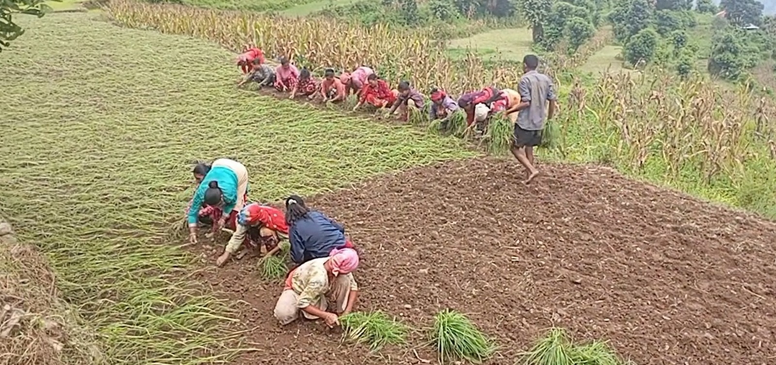 हराउँदै रैथाने बाली : कोदोमा देखिएको सम्भावना