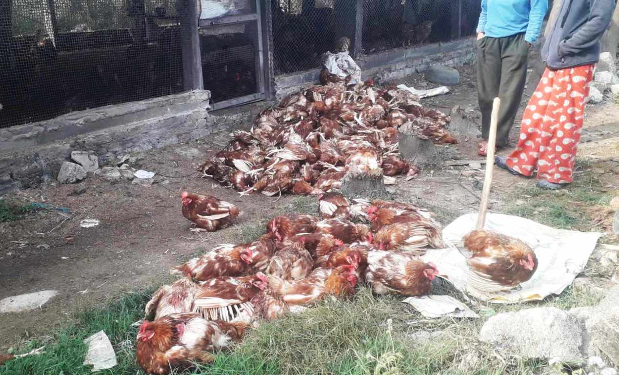 भुस्याहा कुकुरले चार लाखका कुखुरा मारेपछि...