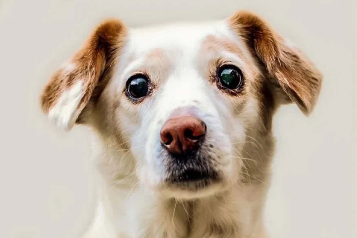 ब्रिटेनको घरपालुवा कुकुरमा कोरोना पुष्टि