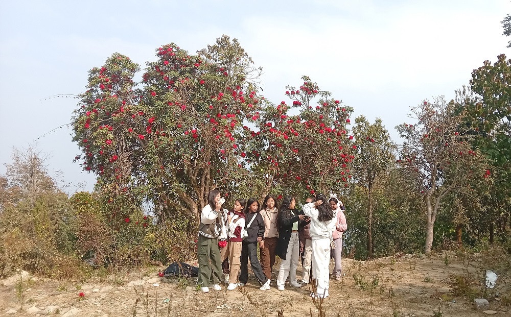 राइनासकोटमा लालीगुराँसले लोभ्याउँदैछ पर्यटक