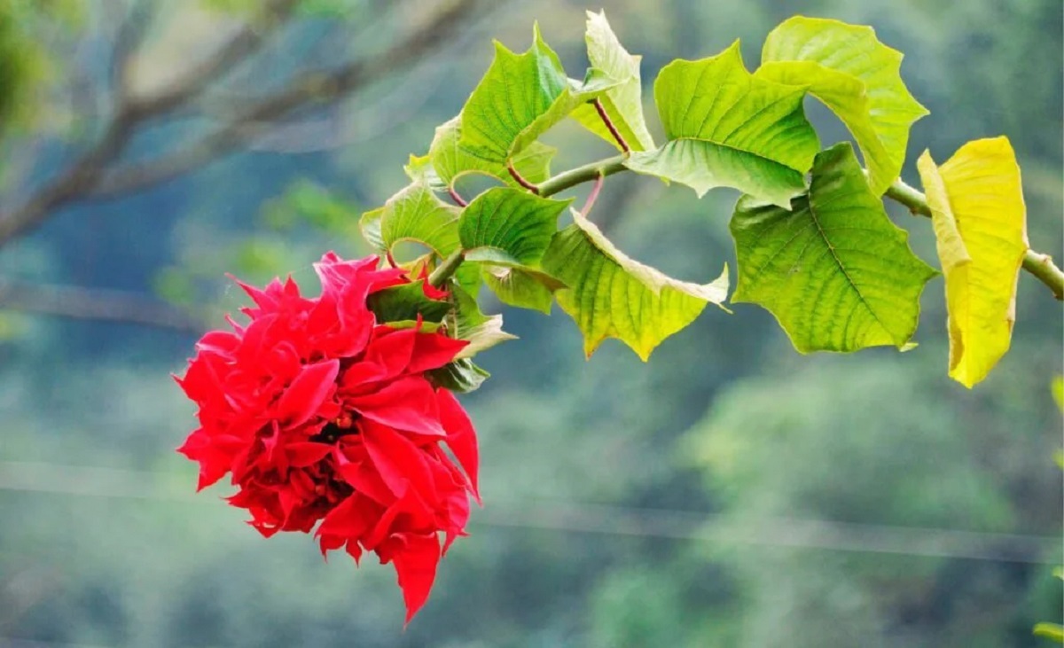 जलवायु परिवर्तनको असर : लोप हुँदै लालुपाते