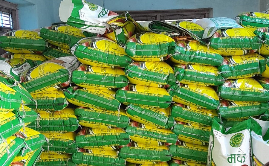 झापासम्म पुग्छ डोटीको उन्नत मकैको बीउ