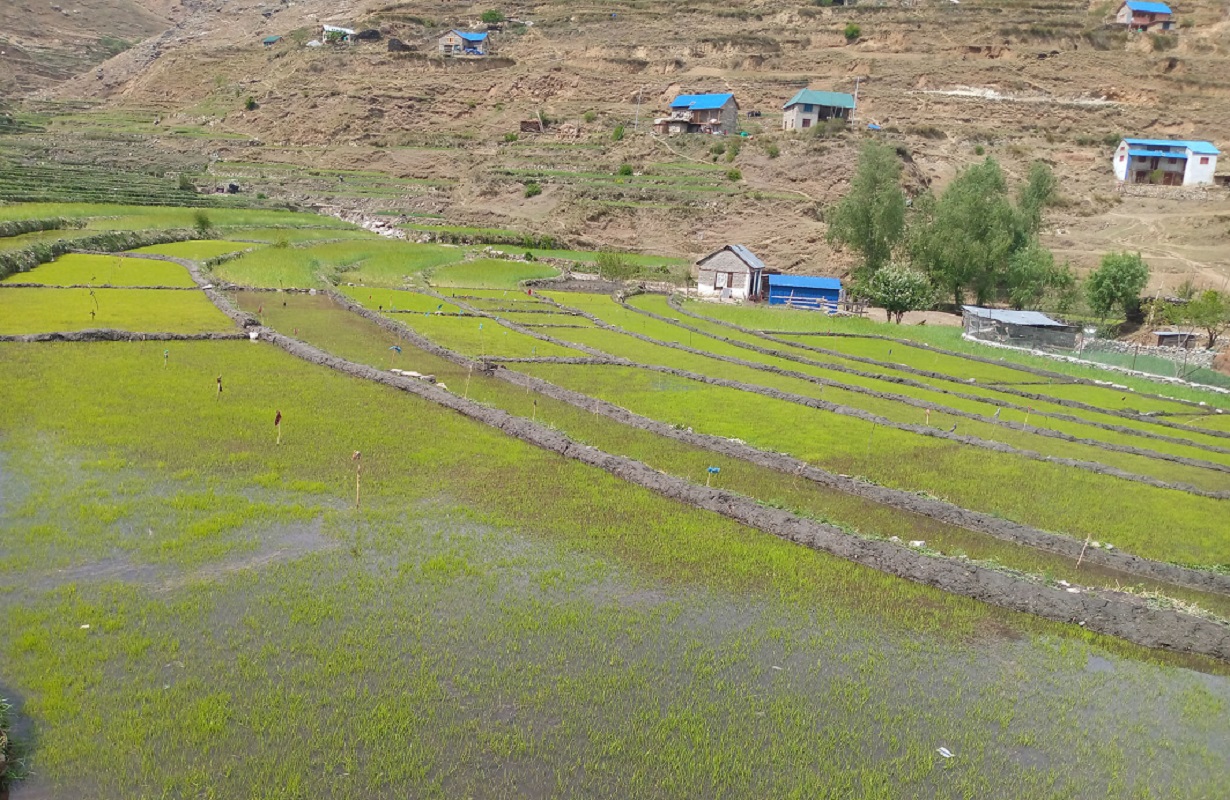 जुम्लामा मार्सी धान रोपिँदै