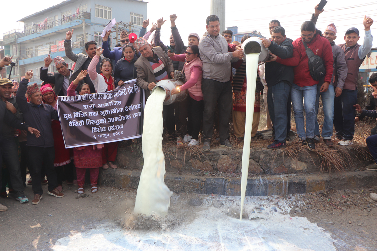 चितवनका कृषकले सडकमै दूध पोखेपछि...