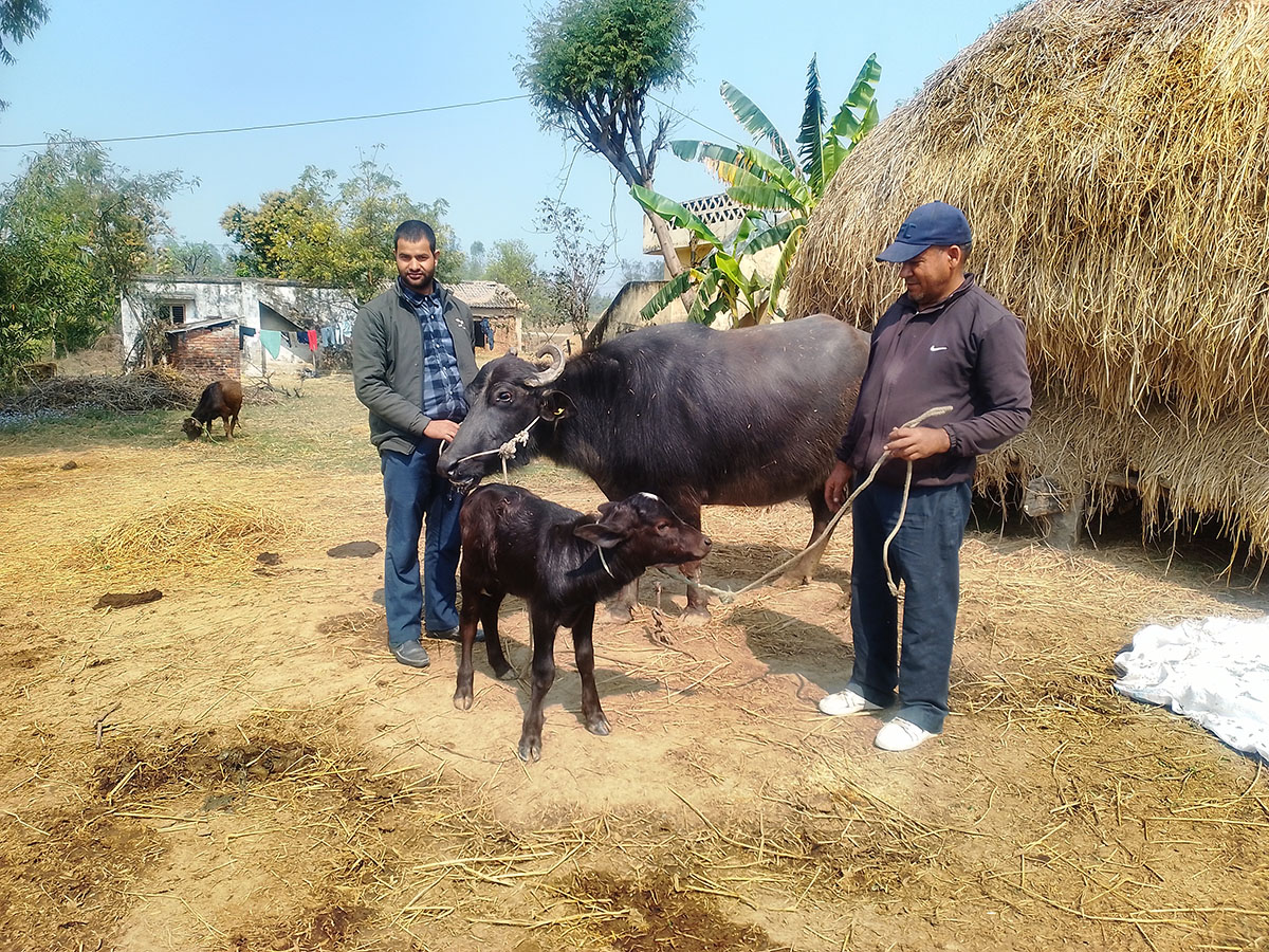 मुर्रा राँगाको वीर्य परीक्षण सफल