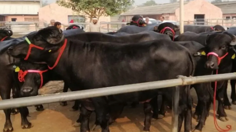 भारतले दिएका सात मुर्रा राँगा पोखराको क्वारेन्टिनमा