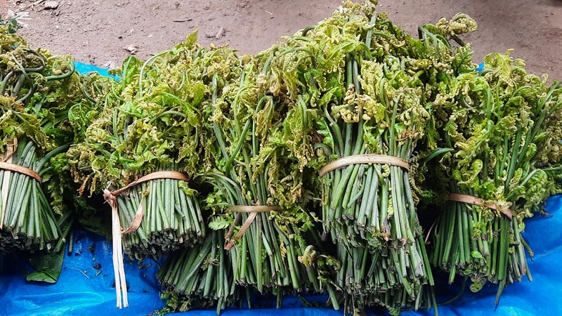 जंगली निगुरोमा पनि खडेरीको असर 