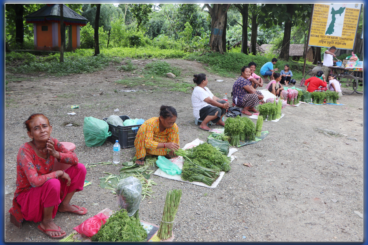 जंगलमा जोखिम मोलेर टिपेको निउरोले घर खर्च चल्दै