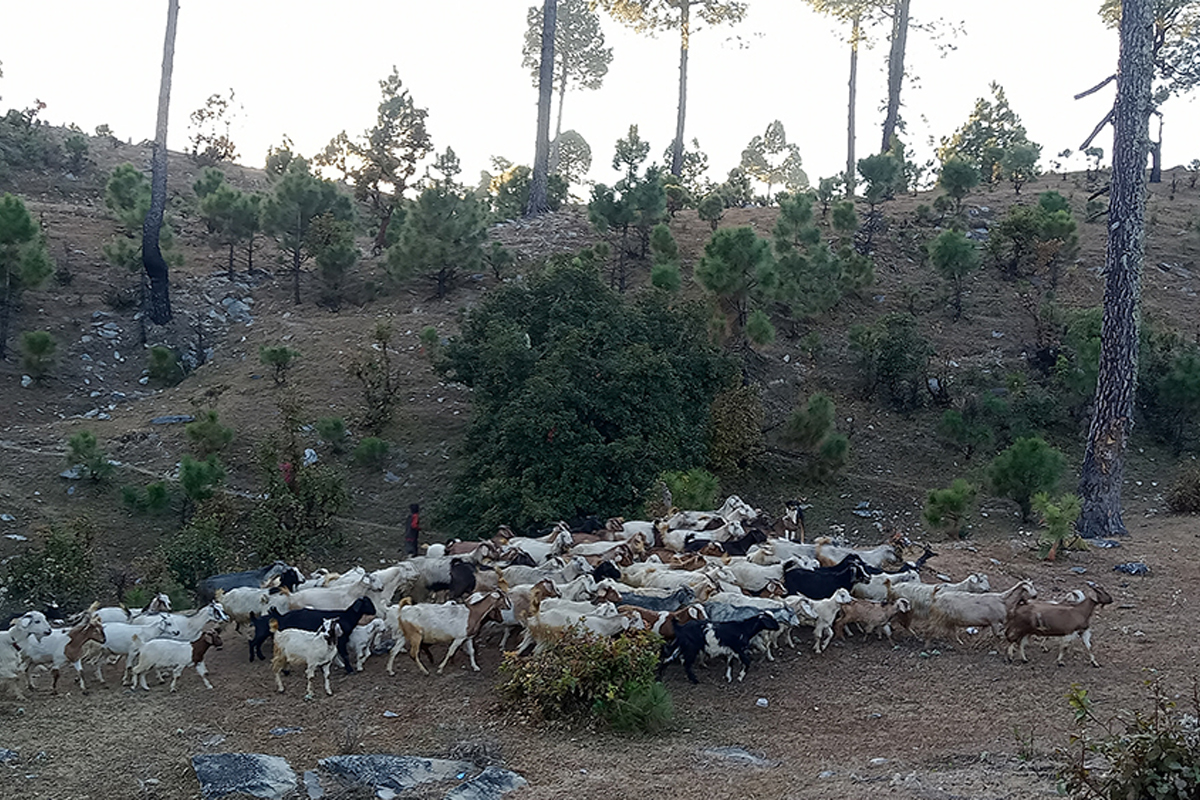 वर्षा र हिमपात नहुँदा पशुलाई चरन अभाव, खेतमै सुक्यो हिउँदे बाली