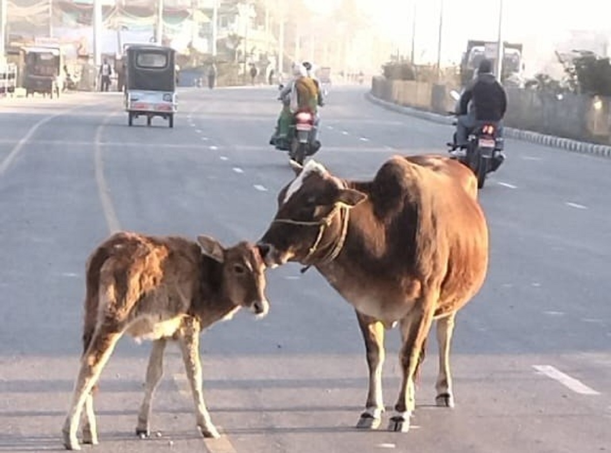 अझै हटेन पशुचौपाया छाड्ने प्रवृति