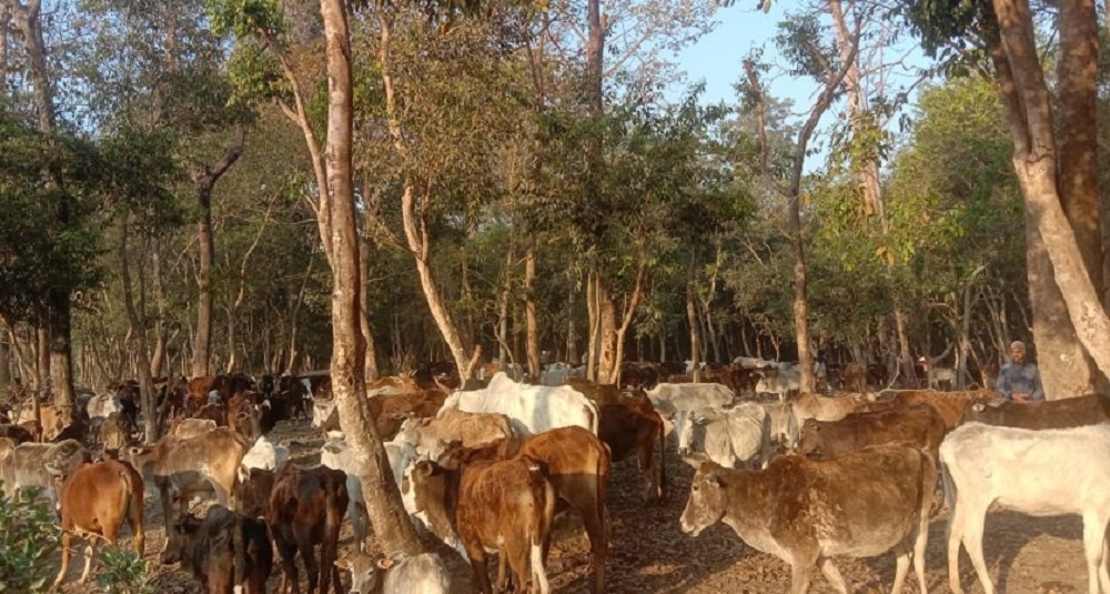 किसानलाई छाडा पशुबाट बाली जोगाउनै हम्मे