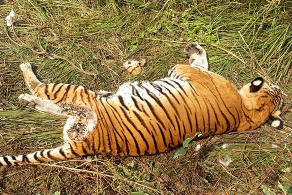 बर्दियामा पाटेबाघ मृतावस्थामा भेटियो