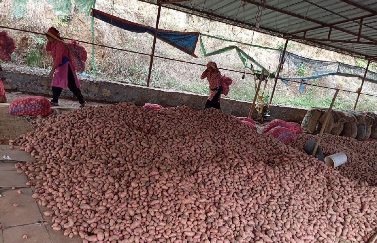 पर्वतमा आलु उत्पादन वृद्धि हुने अनुमान