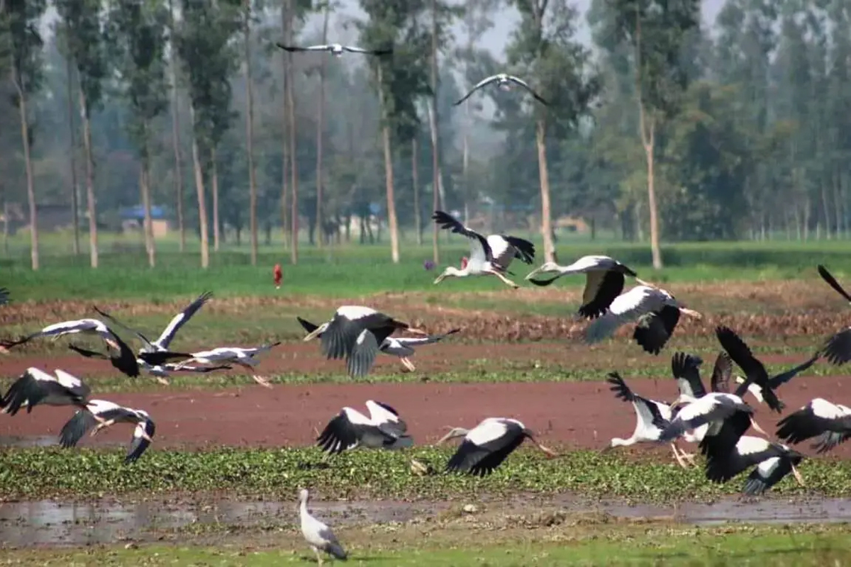 चराको स्वर्ग अर्थात् पुरैनी ताल