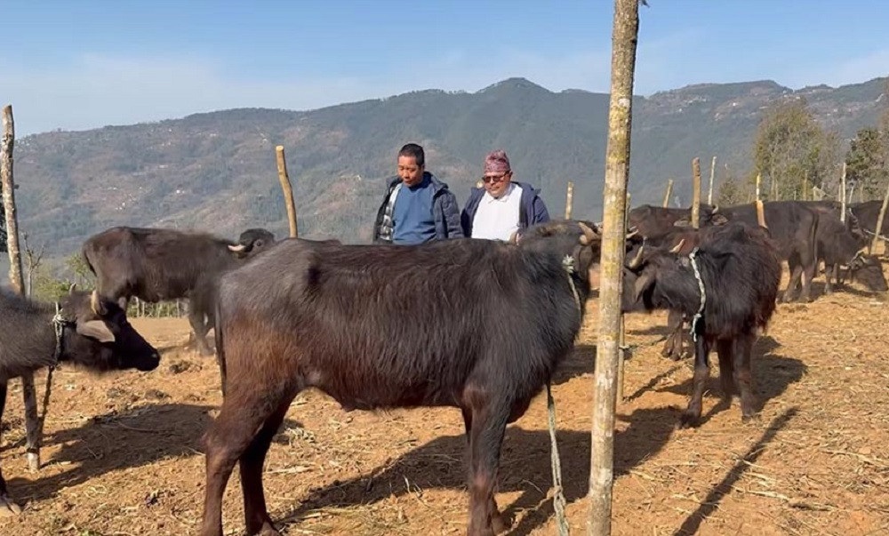 स्वरोजगार बनाउन चार सय राँगा वितरण गरिँदै