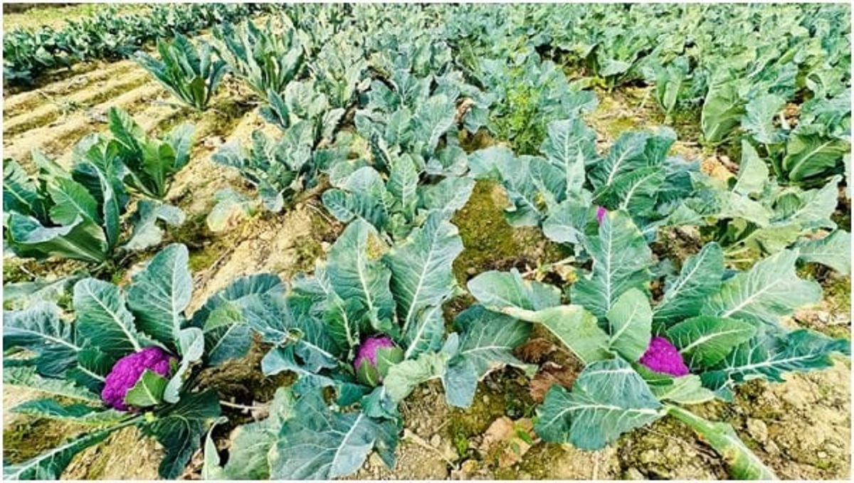 लहानका किसान रतन साहले फलाए रंगीन काउली