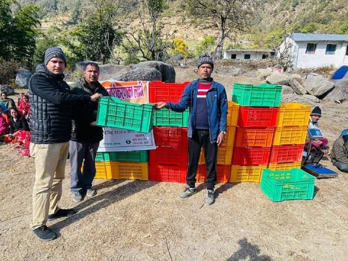सुन्तला किसानलाई क्यारेट र डिजिटल तराजु वितरण